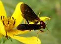 Agathilla bradleyi