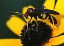 Agathilla bradleyi - photo 2