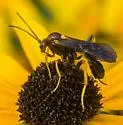 Agathilla bradleyi - photo 3