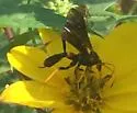 Agathilla bradleyi - photo 4