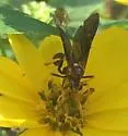 Agathilla bradleyi - photo 5