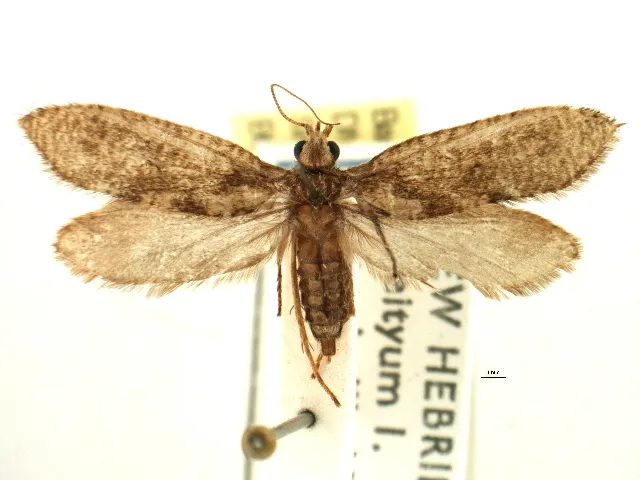 Agathiphagidae - photo 2