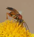 Agathirsia nigricauda