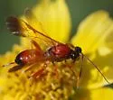 Agathirsia nigricauda - photo 4