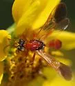 Agathirsia nigricauda - photo 5
