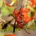 Agathirsia testacea