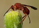 Agathirsia testacea - photo 4