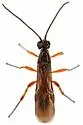 Agathis longipalpus