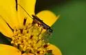 Agathis longipalpus - photo 4