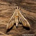 Agathodes monstralis - Hodges#5240