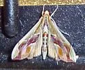 Agathodes monstralis - Hodges#5240 - photo 2