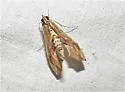 Agathodes monstralis - Hodges#5240 - photo 3