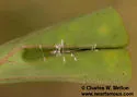 Agathodes monstralis - Hodges#5240 - photo 4