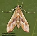 Agathodes monstralis - Hodges#5240 - photo 5