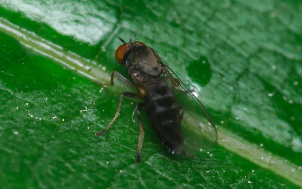 Agathomyia antennata - photo 2