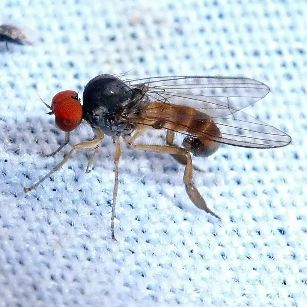 Agathomyia falleni - photo 2