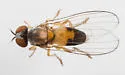Agathomyia pulchella