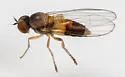 Agathomyia pulchella - photo 2