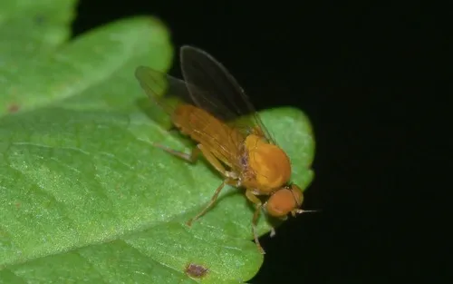 Yellow flat-footed fly