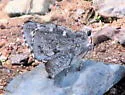 Arizona Giant Skipper - Hodges#4132