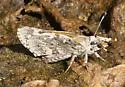 Arizona Giant Skipper - Hodges#4132 - photo 2
