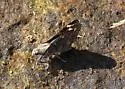 Arizona Giant Skipper - Hodges#4132 - photo 3