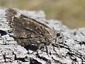 Arizona Giant Skipper - Hodges#4132 - photo 4