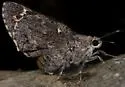 Arizona Giant Skipper - Hodges#4132 - photo 5