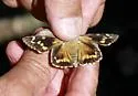 Bauer's Giant-Skipper - Hodges#4133