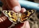 Bauer's Giant-Skipper - Hodges#4133 - photo 2