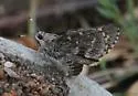 Bauer's Giant-Skipper - Hodges#4133 - photo 3