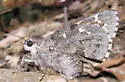 Huachuca Giant-Skipper - Hodges#4135
