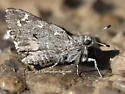 Huachuca Giant-Skipper - Hodges#4135 - photo 2