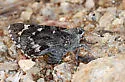 Huachuca Giant-Skipper - Hodges#4135 - photo 3