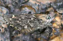 Huachuca Giant-Skipper - Hodges#4135 - photo 4