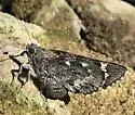 Huachuca Giant-Skipper - Hodges#4135 - photo 5