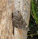Poling's Giant Skipper - Hodges#4143