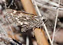 Poling's Giant Skipper - Hodges#4143 - photo 3
