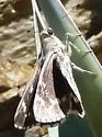 California Giant Skipper - Hodges#4142