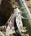 California Giant Skipper - Hodges#4142 - photo 2