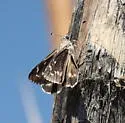 California Giant Skipper - Hodges#4142 - photo 3