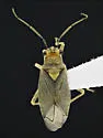Agaveocoris agavis