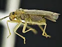 Agaveocoris agavis - photo 2