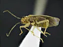 Agaveocoris agavis - photo 3