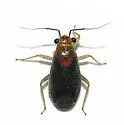 Agaveocoris barberi
