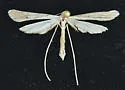 Sea-heath Plume Moth - Hodges#6089