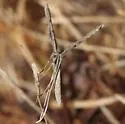 Sea-heath Plume Moth - Hodges#6089 - photo 2