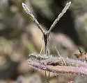 Sea-heath Plume Moth - Hodges#6089 - photo 3