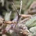 Sea-heath Plume Moth - Hodges#6089 - photo 4