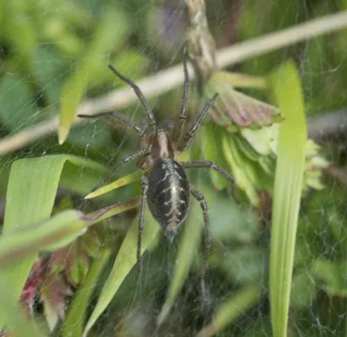 Agelena labyrinthica